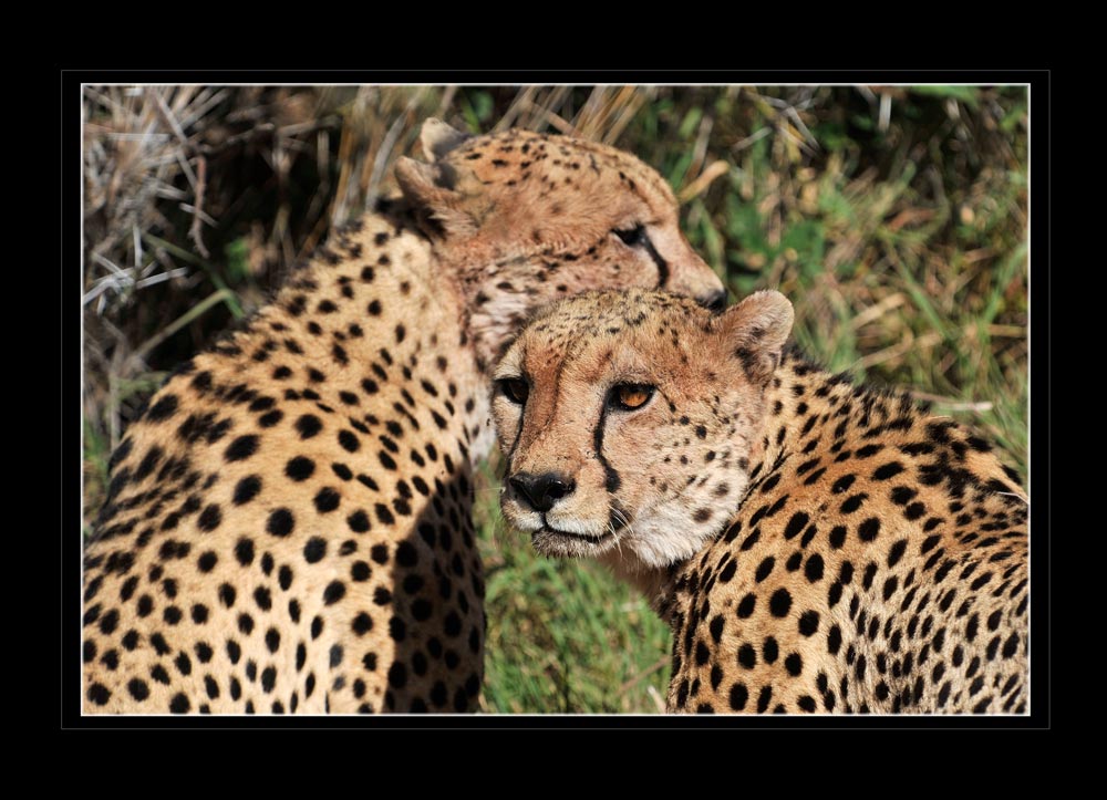 Gepard (Acinonyx jubatus)
Schlüsselwörter: Kenia, Lewa, Gepard
