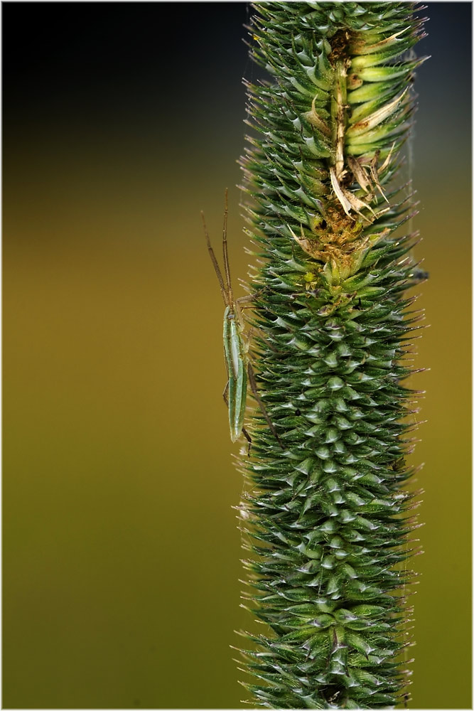Grasgespenst
Schlüsselwörter: Grasgespenst, Chorosoma schilling