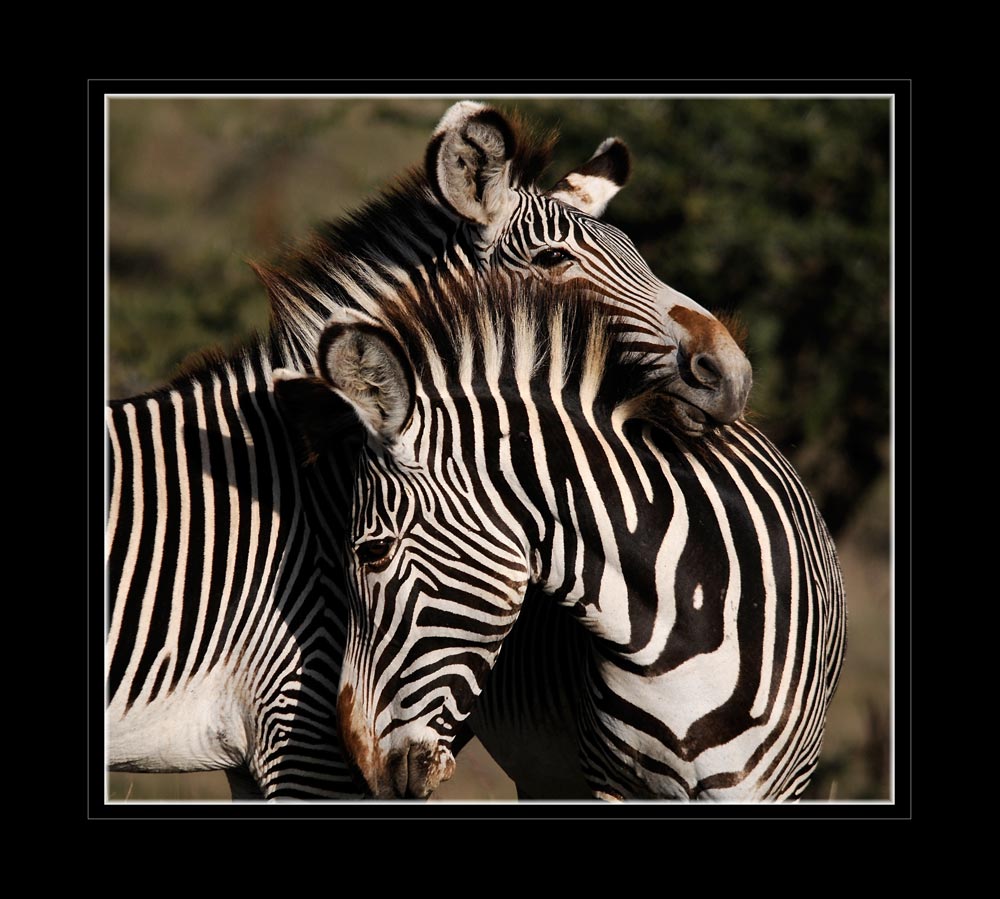 Grevy-Zebra
Das Grevyzebra (Equus grevyi) ist ein Zebra aus der Familie der Pferde (Equidae) und gehört zur Ordnung der Unpaarhufer (Perissodactyla). Die Art ist nach dem ehemaligen französischen Präsidenten Jules Grévy benannt, dem in den 1880er Jahren ein Tier von der Regierung Abessiniens geschenkt wurde.
Schlüsselwörter: Grevyzebra, Equus grevyi, Lewa, Kenia