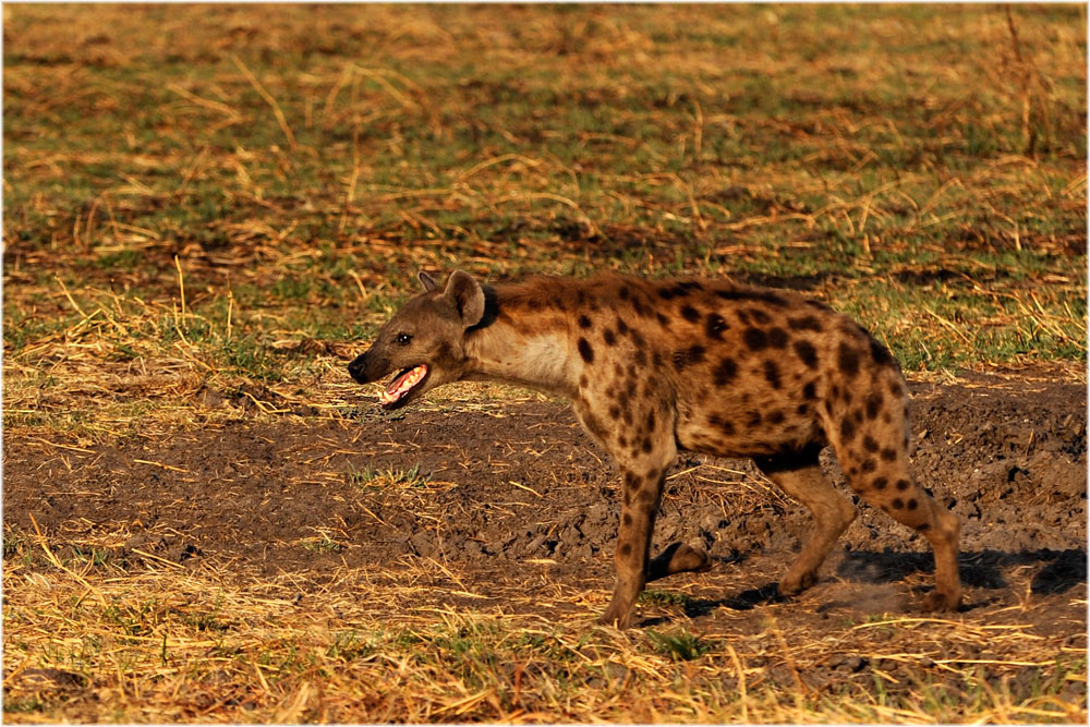 Tüpfelhyäne
Schlüsselwörter: Tüpfelhyäne, Katavi, Tanzania