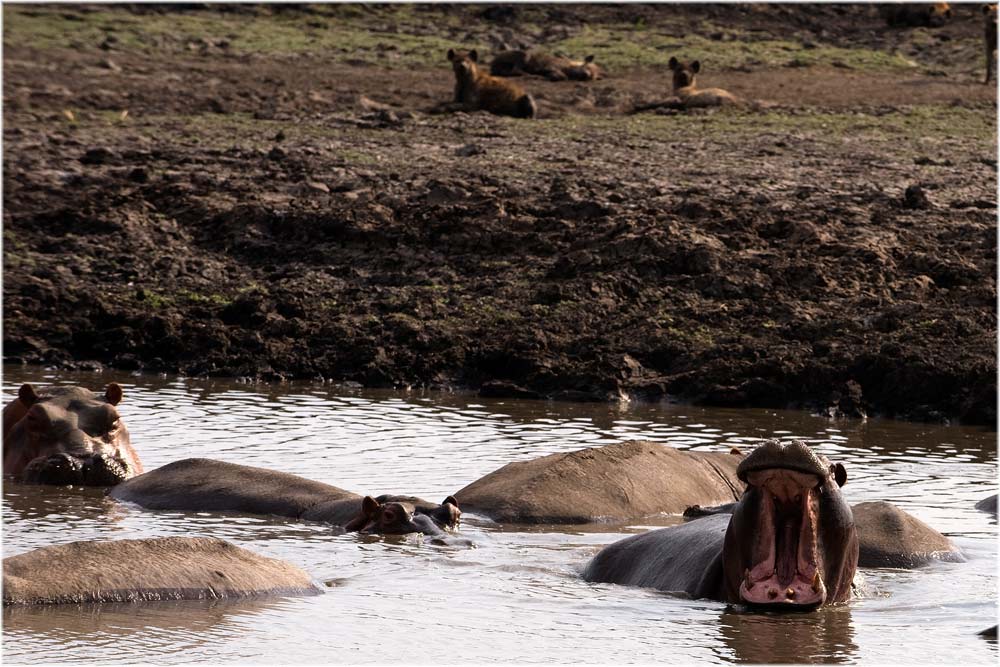Nilpferde, Hyänen, Katavi, Tanzania
Schlüsselwörter: Nilpferde, Hyänen, Katavi, Tanzania