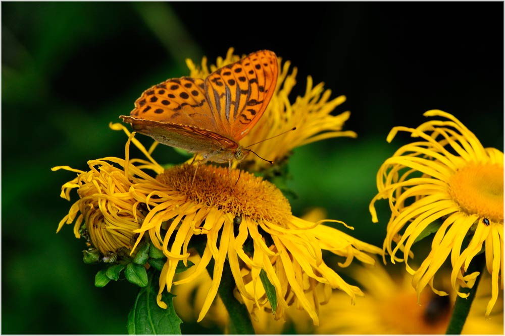 Kaisermantel auf der Grossen Telekie
Kaisermantel (Argynnis paphia) auf Telekia speciosa, bis übedr einen Meter hoch, gelegentlich aus Gärten verwildert. Seit mehreren Jahren am Uetliberg
Schlüsselwörter: Kaisermantel, Argynnis paphia, Telekie, Telekia speciosa