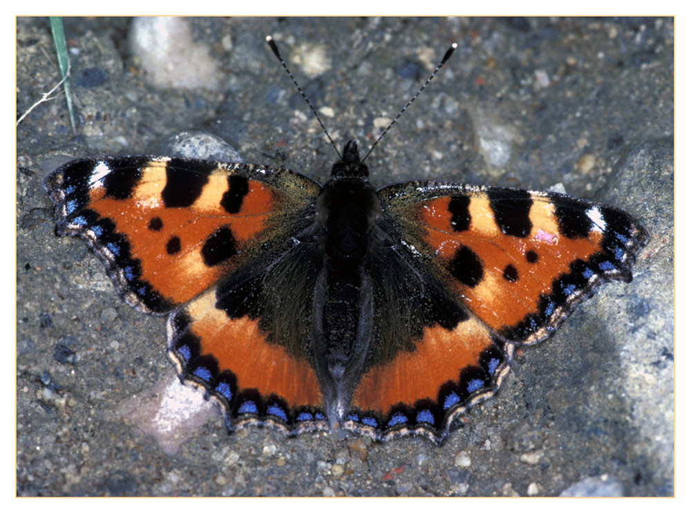 Kleiner Fuchs (Aglais urticae)
Der Falter überwintert, legt im Früjahr Eier und je nach Witterung sind die Falter im Herbst zahlreich. Sie überwintern und sind im zeitigen Frühjahr z.B. an Huflattich zu sehen.
Schlüsselwörter: Kleiner Fuchs (Aglais urticae)