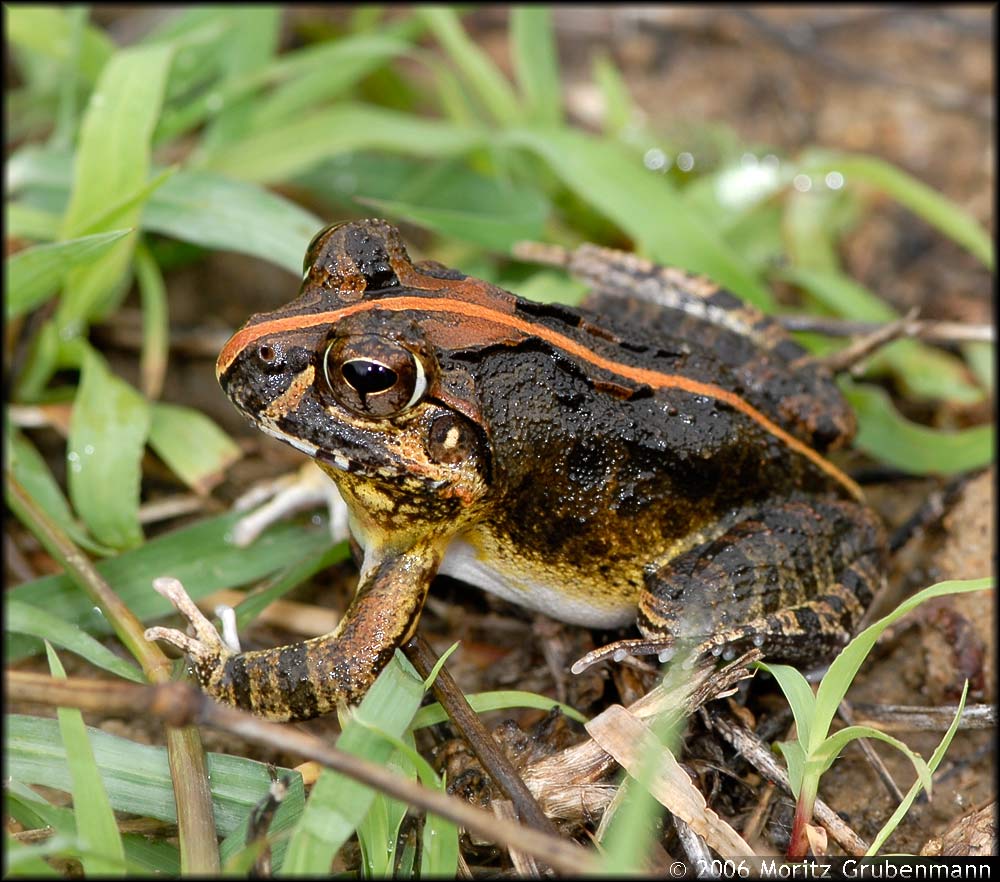 Laliostoma labrosum
Schlüsselwörter: Laliostoma labrosum, Madgaskar,