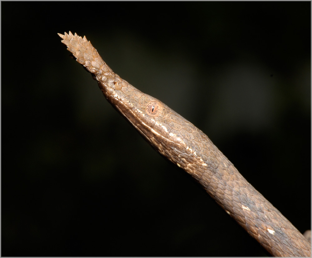 Blatt-Nasen-Natter, Weibchen
Schlüsselwörter: Blatt-Nasen-Natter, Madagaskar