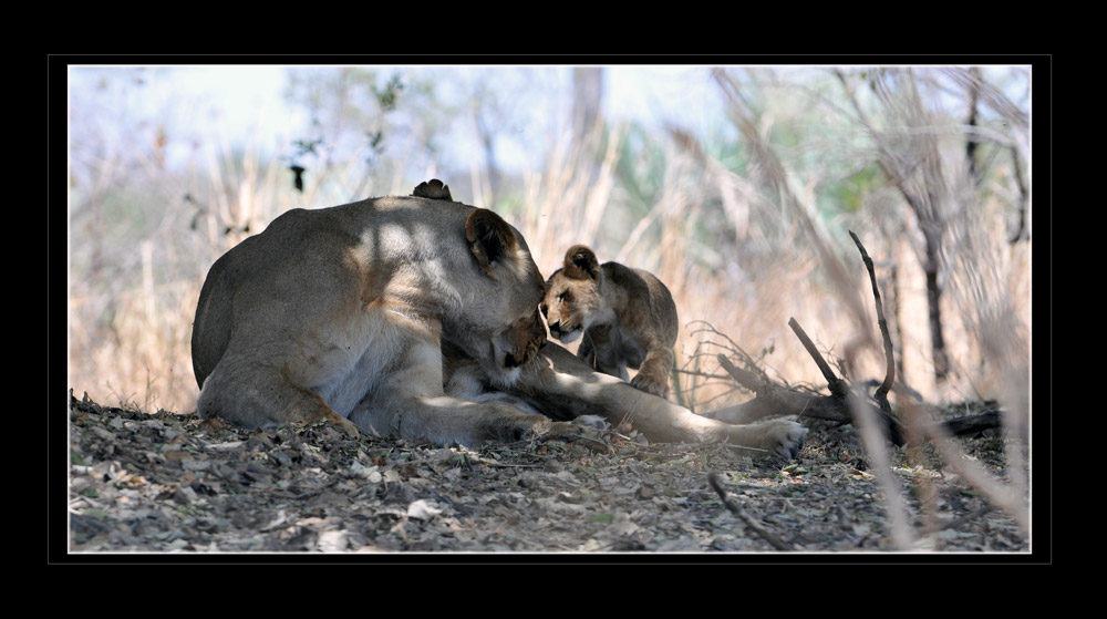 Löwenmutter
Schlüsselwörter: Löwin, junges, Katavi, Tanzania