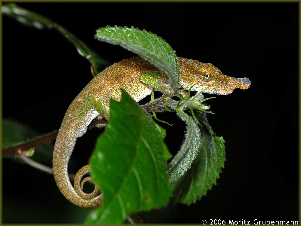 Calumma boettgeri (Boulenger 1888)
Diese kleinbleibende Chamaeleon-Art ist im Norden Madgaskar in den Regenwäldern anzutreffen. Sie werden maximal 13 cm lang. Zur Paarungszeit können die Männchen eine blauviolette Nasenspitze und grün gefärbte Schuppen an den Vorderbeinen zeigen.
Schlüsselwörter: Calumma boettgeri, Nord-Madagaskar, Montagne d'Ambre, Regenwald