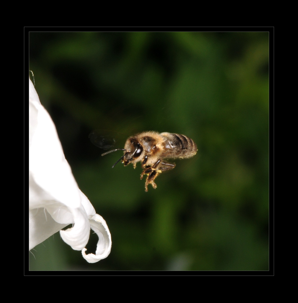Bienenflug II
Schlüsselwörter: Bienenflug, Glockenblume