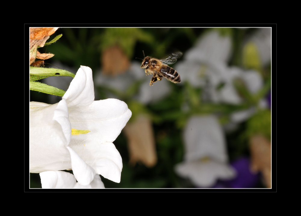 Bienenflug I
Schlüsselwörter: Bienenflug, Insekten,