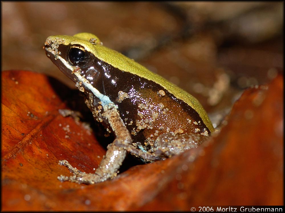Mantella ebenaui
Seitliche Ansicht des grün-Rücken Mantella ebenaui.
Schlüsselwörter: Mantella ebenaui, nordmadagaskar, Falaise d'Ankarana