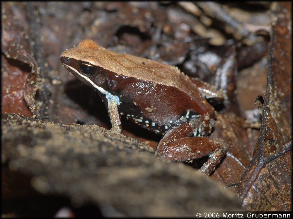 Mantella ebenaui
Die madagassischen Fröschchen aus der Gattung Mantella können sehr bunt gefärbt sein. In Nordmadagaskar kommen zwei Arten vor: Mantella ebenaui, mit einer braunen Färbung und einer Sanduhrzeichnung auf dem Rücken, sowie Mantella viridis mit grünem Rücken und grüner Seite.
Schlüsselwörter: Mantella ebenaui, Nordmadagaskar, Falaise d'Ankarana, Camp Andrafiabe,