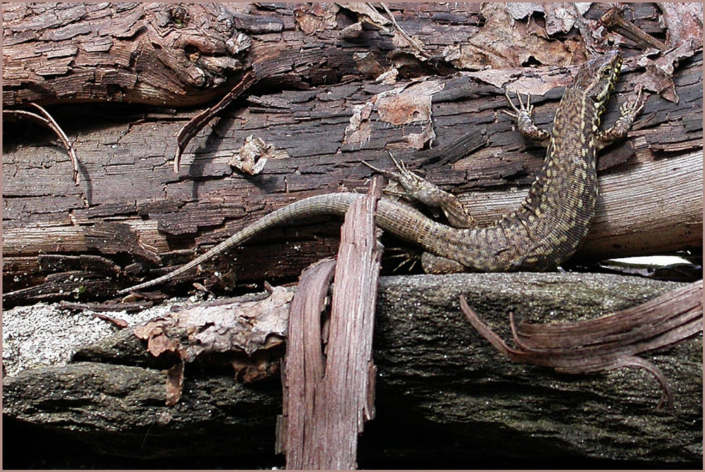 Mauereidechse
Wahrscheinlich eines der ersten Sonnenbäder, noch die alte "Ueberwinterungshaut" die sich in Fetzen vom Leibe löst.
Schlüsselwörter: Tessin, Mauereidechse, Sonnenbad