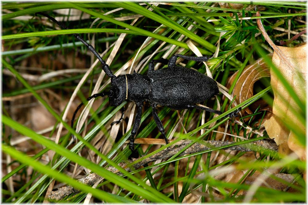 Trauerbock  (Morimus asper) im Valle maira, Piemont, Italien
Die Lebensdauer der Bockkäfer ist als erwachsenes Tier im Vergleich zu der Larvalzeit in der Regel sehr kurz; besonders, wenn man die aktive Zeit ohne Überwinterung in Betracht zieht. Die aktive Lebenszeit des erwachsenen Tieres beträgt meistens maximal 90 Tage, bei vielen Arten jedoch auch nur 30 Tage oder weniger.
Schlüsselwörter: Trauerbock  (Morimus asper) im Valle maira, Piemont, Italien