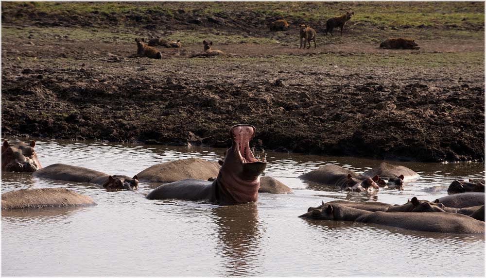 Nilpferde und Hyänen
In den Ebenen von Katavi, die während der Regenzeit unter Wasser stehen, sind am Ende der Trockenzeit die Flüsse zu kleinen Rinnsalen verdunstet.
An den wenigen tiefen Wasserstellen tummeln sich Krokodile und Nilpferde.
Schlüsselwörter: Nilpferde, Hyänen, Katavi, Tanzania