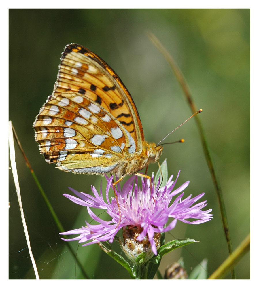 Perlmuttfalter, Veilchenfalter (Argynnis sp.)
Die Mehrzahl der Arten ernährt sich als Raupe an Veilchen-Arten. Kommen in ganz Europa vor, auch im alpinem Raum, es handelt sich wahrscheinlich um den "Grossen Perlmuttfalter" der häufig in den Alpen vorkommt.
Schlüsselwörter: Perlmuttfalter, Veilchenfalter, Argynnis