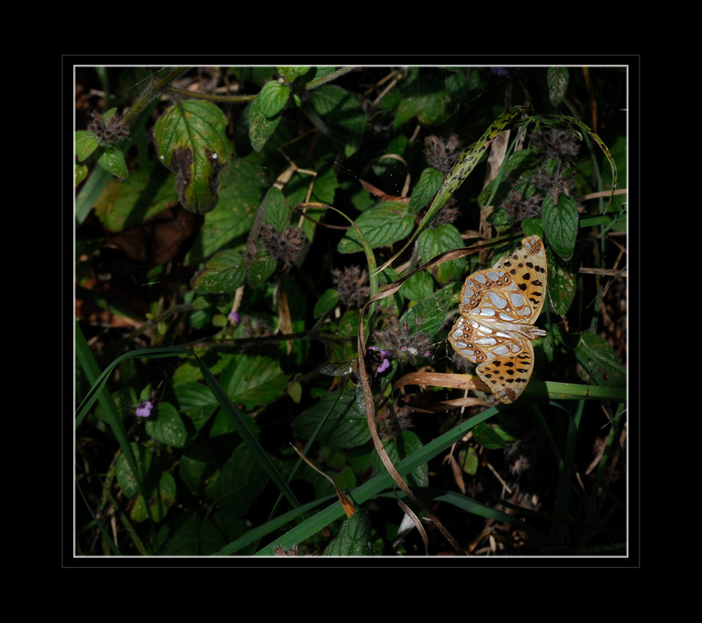 Perlmuttfalter
Ende des Sommers...im Netz einer Spinne gefangen
Schlüsselwörter: Perlmuttfalter, Knittelfeld, Oesterreich
