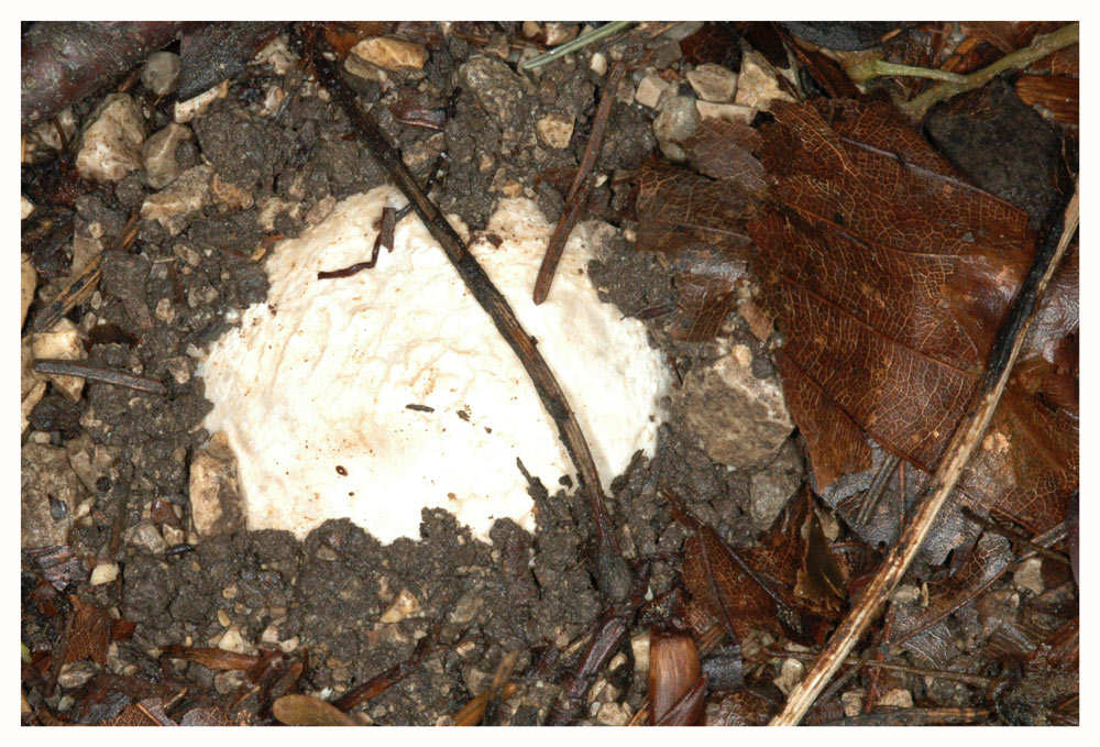 Stinkmorchel, Gichtmorchel (Phallus impudicus)
Der Fruchtköper der Stinkmorchel ist ein kugeliges-eiförmiges, 3-6 cm breites, unterirdisch heranwachsendes Hexenei.
Schlüsselwörter: Hexenei, Stinkmorchel, Gichtmorchel, Phallus impudicus