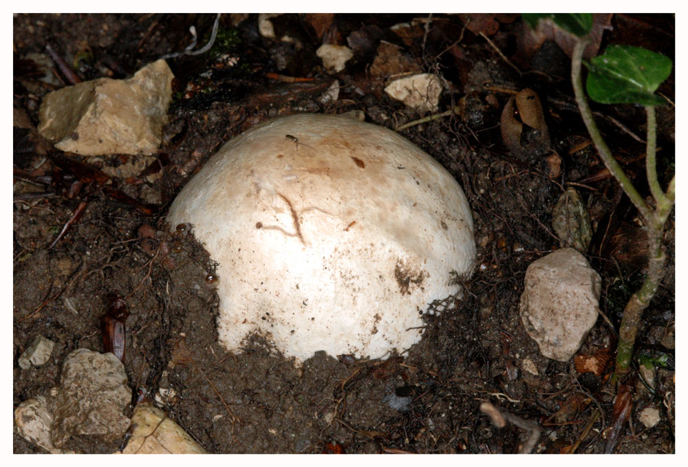 Stinkmorchel, Gichtmorchel 2 (Phallus impudicus)
Zur Reifezeit durchbricht der Scheitel des Eis den Waldboden.
Schlüsselwörter: Stinkmorchel, Waldboden