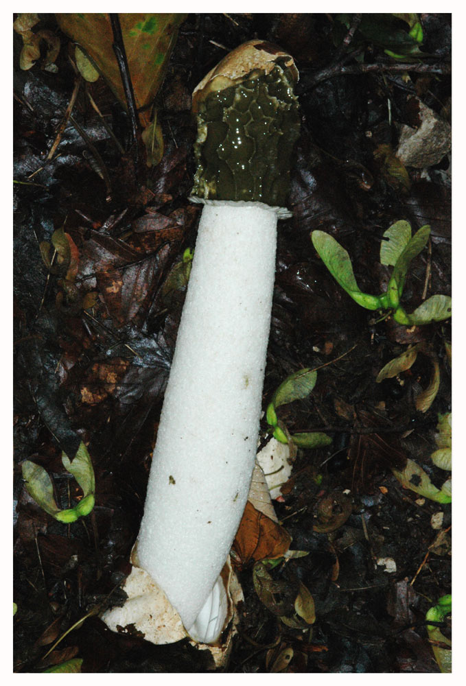 Stinkmorchel, Gichtmorchel 3 (Phallus impudicus)
Das Ei reisst auf und der Stiel mit dem Kopfteil schiebt heraus. Die Reste der Hexeneihülle liegen an der Stielbasis. Der Kopfteil ist mit einer olivbraunen, schleimiger Masse (Gleba) bedeckt. Diese Masse enthält die Sporen, sie verflüssigt sich bald und tropft herab. Ihr stinkiger Geruch lockt Fliegen an, die den zähen Schleim und die darinn enthaltenen Sporen aufnehmen und so für die Verbeitung der Stinkmorchel sorgen.
Schlüsselwörter: Sporen, Fliegen, Stinkmorchel, Gichtmorchel