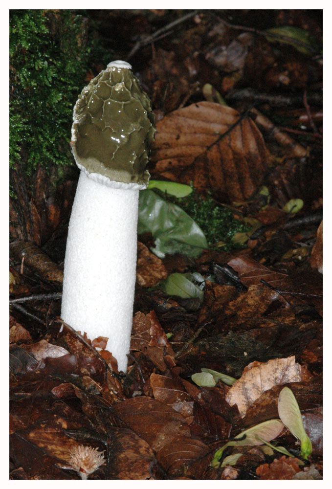 Stinkmorchel, Gichtmorchel 4 (Phallus impudicus)
Stinkmorchel, Gichtmorchel (Phallus impudicus) 
Vor Linné* als Fungus phalloides bezeichnet. Lat. Phallus das männliche Glied. Fungus = Pilz. Bauhin nannte ihn auch Fungus foetidus = stinkender Pilz. Impudicus heisst unverschämt, unzüchtig, nach dem obszönem Erscheinungsbild und widerlichem Geruch der Fruchtkörper.

*Carl Linnaeus, geboren am 23.5.1707 wurde 1747 Leibarzt des König Adolf Friederich. 1757 wurde er in den Adelsstand erhoben und durfte sich Carl von Linné nennen. Verstorben am 10.1. 1778. P
Schlüsselwörter: Stinkmorchel, Fungus foe