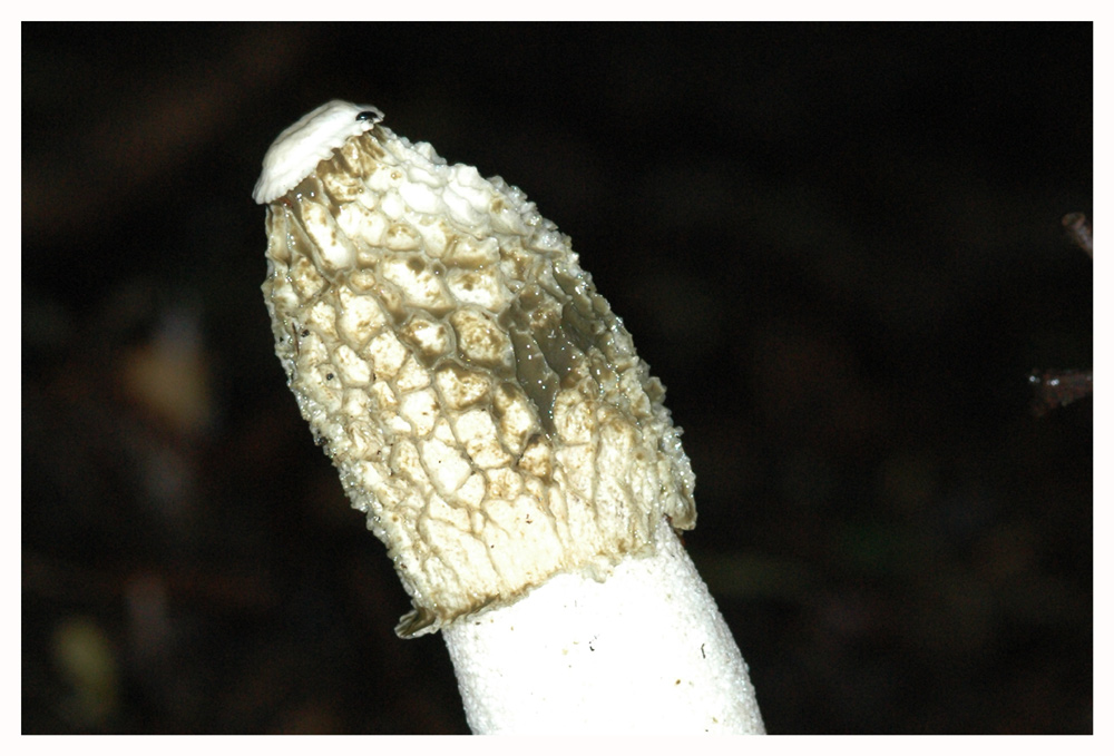 Stinkmorchel, Gichtmorchel 6 (Phallus impudicus)
Der Kopf ist beinahe weiss, fast alle sporenhaltige Masse ist angeschwemmt oder von Fliegen aufgenommen worden.
Schlüsselwörter: Stinkmorchel, Gichtmorchel, Phallus impudicus, alter Hut