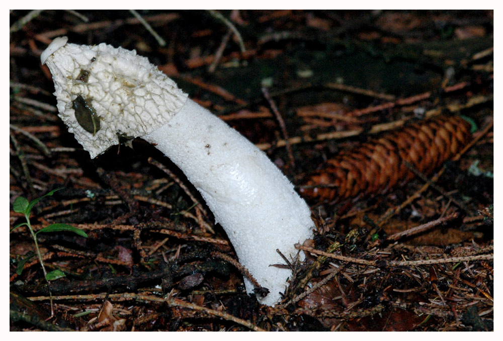 Stinkmorchel, Gichtmorchel 7 (Phallus impudicus)
alte Stinkmorchel
Schlüsselwörter: Stinkmorchel, Gichtmorchel, Phallus impudicus
