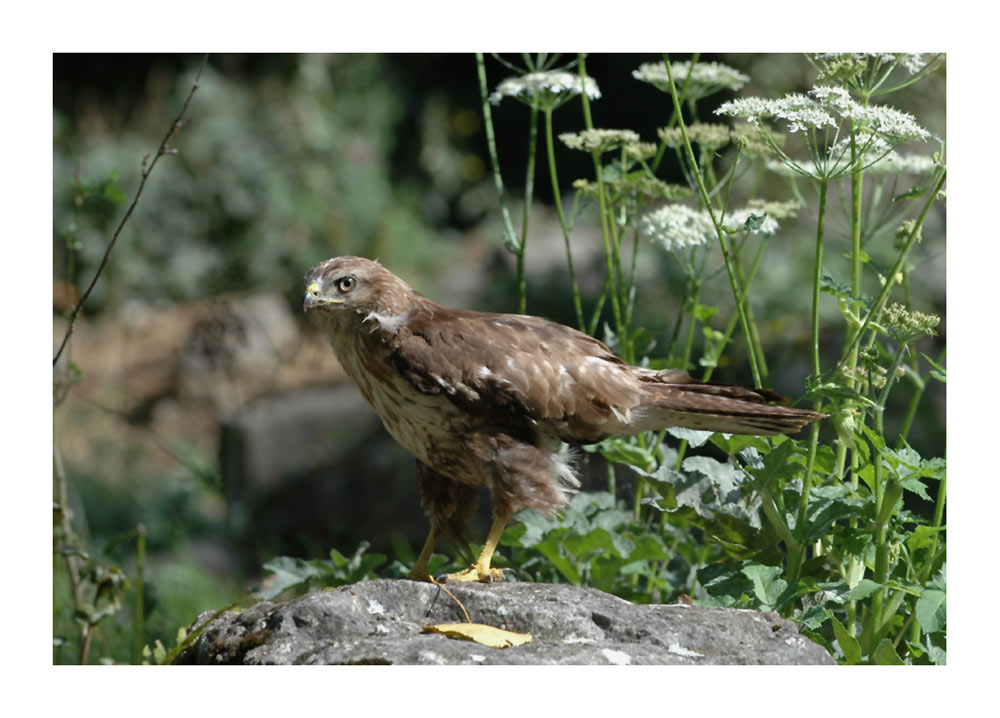 Raubvogel (Zoo Mühlhausen)
