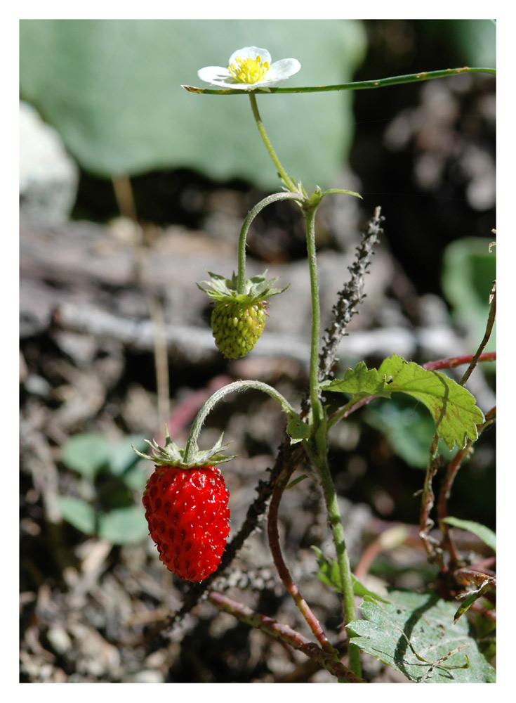 Wald-Erdbeere (Fragaria vesca)
Werdegang einer Frucht, die eine süsse Scheinbeere ist, toll schmeckt und die heute vielmehr zu finden ist......wegen dem Fuchsbandwurm?
Schlüsselwörter: Wald-Erdbeere, Fragaria vesca