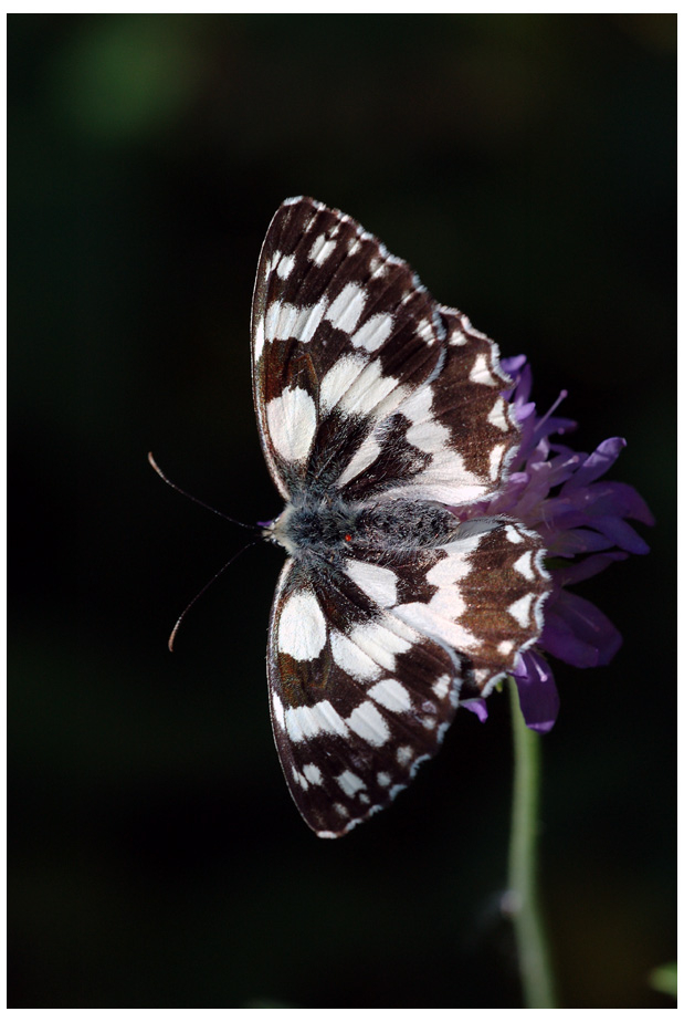 Schachbrett
Ein Schachbrett saugend
Schlüsselwörter: Schachbrett