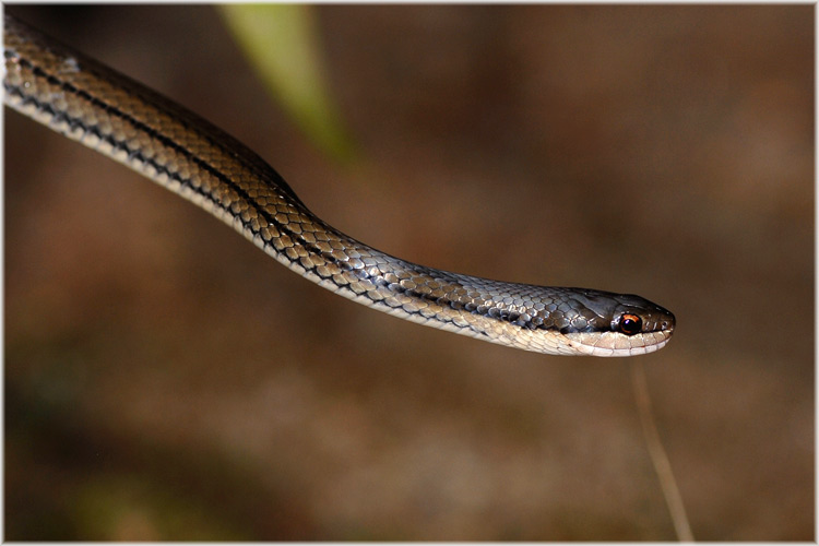 Schlange in Andasibe-Perinet
Schlüsselwörter: Schlange, Madagaskar