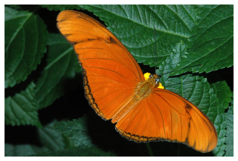 Tagfalter, Schmetterling, (Eueides julia)
Schlüsselwörter: Tagfalter, Schmetterling, (Eueides julia)