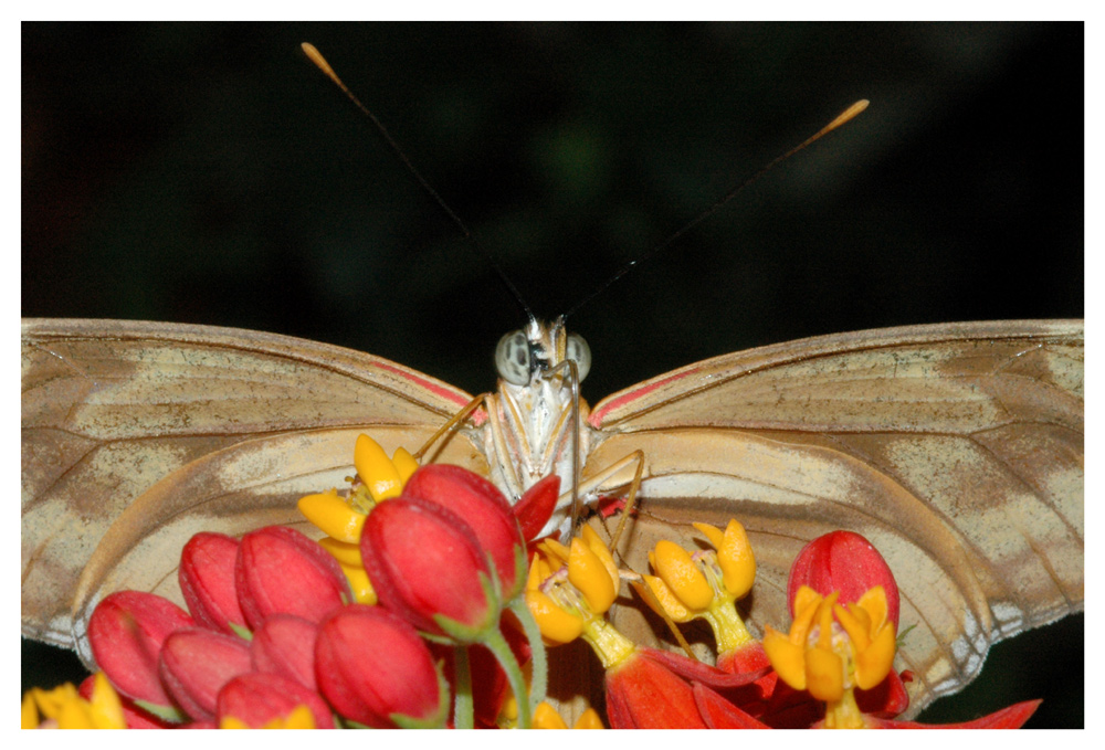 Tagfalter, Schmetterling, (Eueides julia)
Schlüsselwörter: Tagfalter, Schmetterling, (Eueides julia)