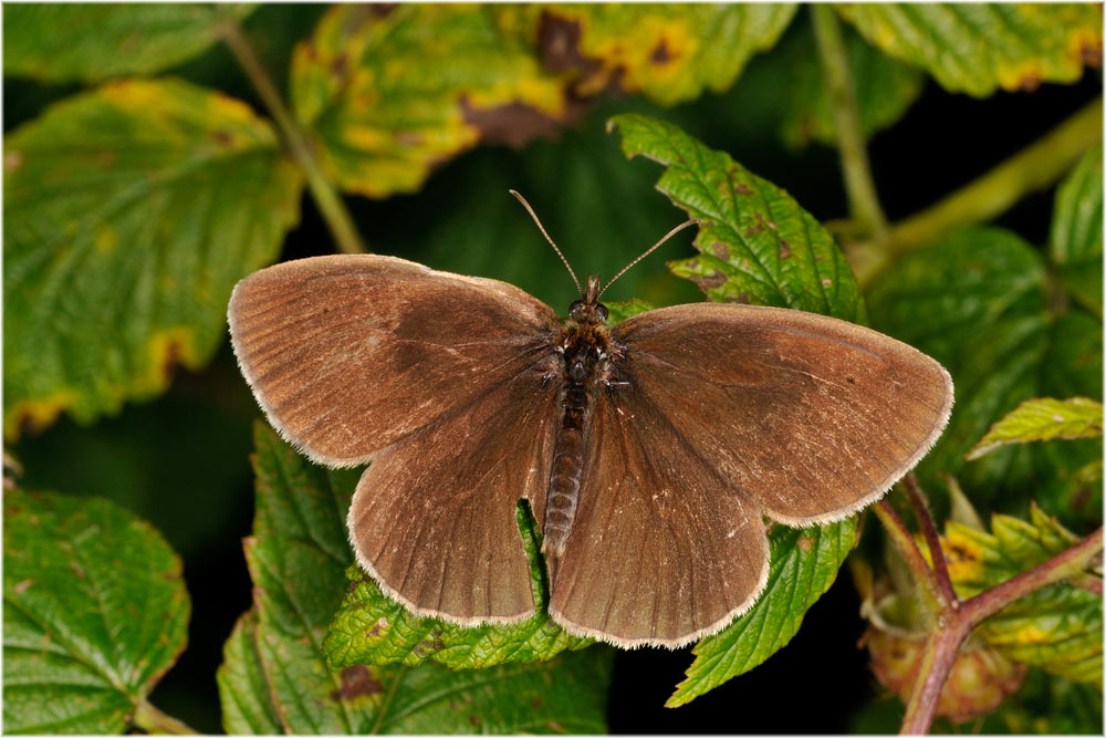 Schornsteinfeger, Aphantopus
Oberseite eintönig brau, untere Seite mit mehreren gelbgeringten Augenflecken.
Schlüsselwörter: Aphantopus hyperanthus, Mohrenfalter, Schornsteinfeger, Uetliberg, Zürich