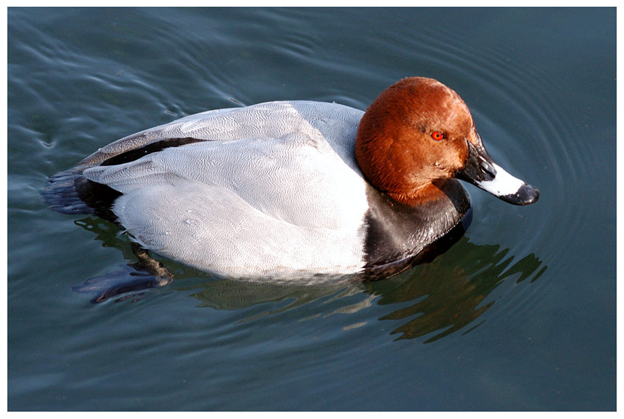 Tafelente auf der Limmat
