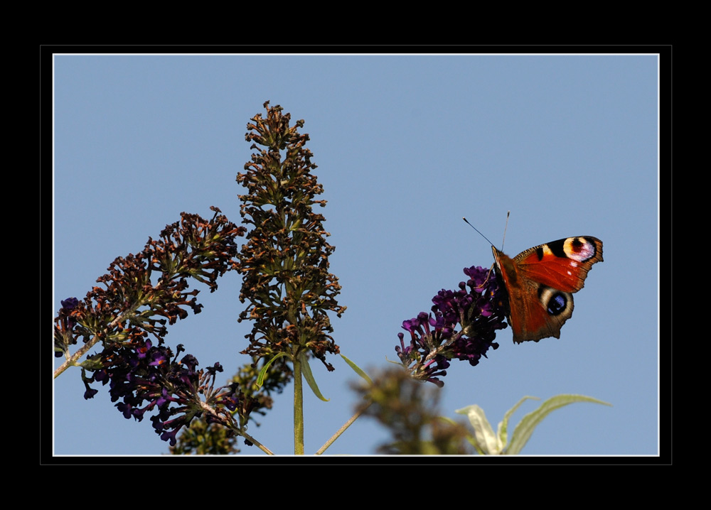 der letzte Blütenstand
es kommt der Herbst
