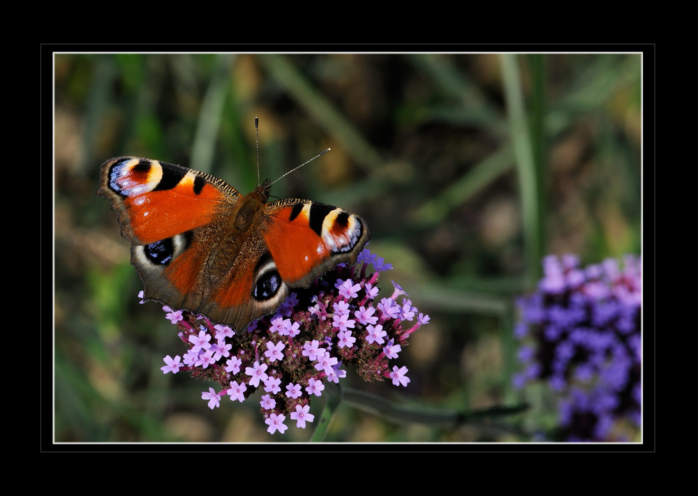 Tagpfauenauge, Botanischer Garten München
Schlüsselwörter: Tagpfauenauge, Botanischer Garten München