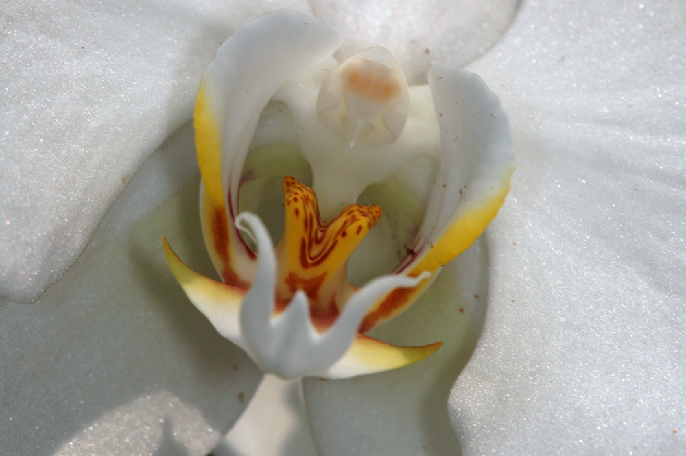 Orchideen-Ausstellung 2005
Grossblütige Orchideen-Hybriden im Palmenhaus

