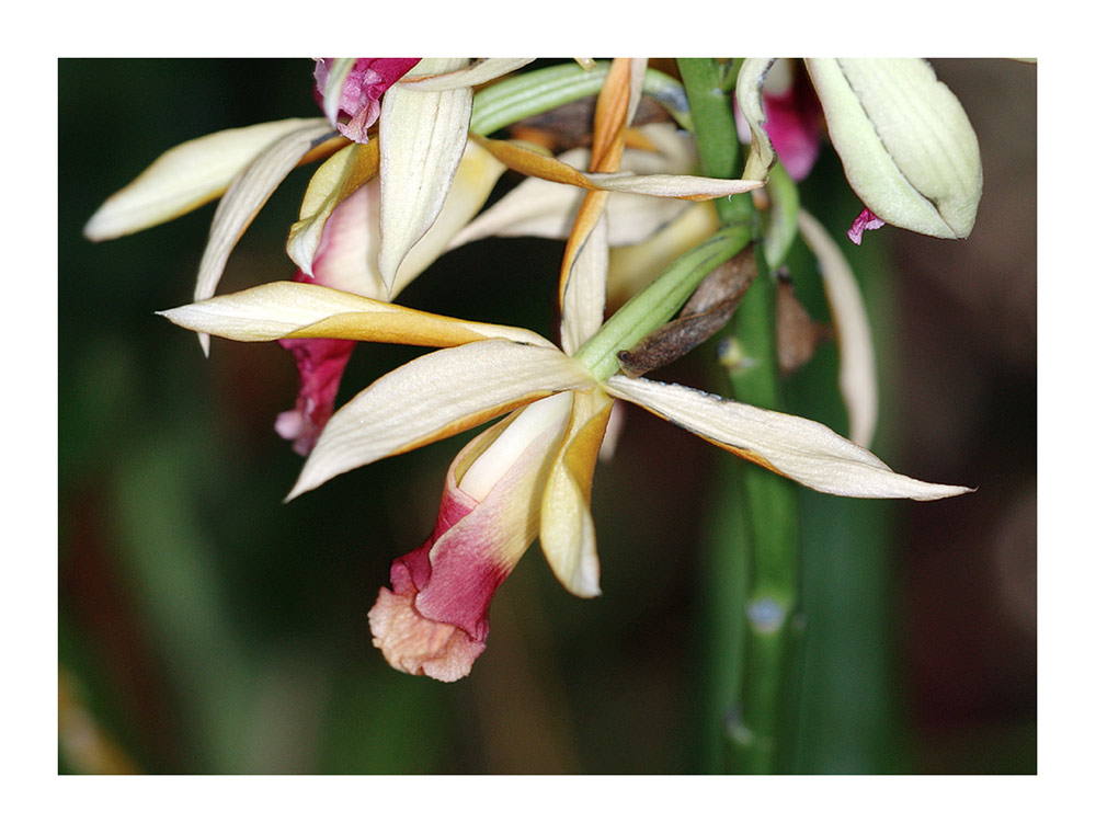 Orchideen-Ausstellung 2005
Grossblütige Orchideen-Hybriden im Palmenhaus
