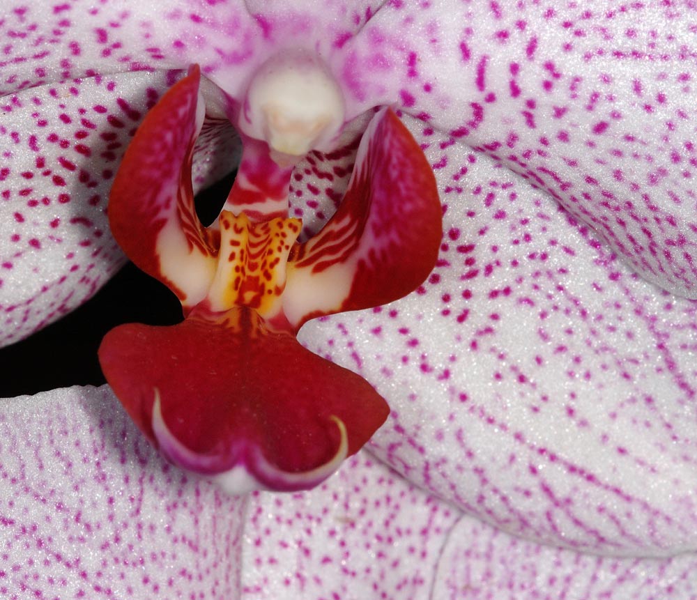 Orchideen-Ausstellung 2005
Grossblütige Orchideen-Hybriden im Palmenhaus
