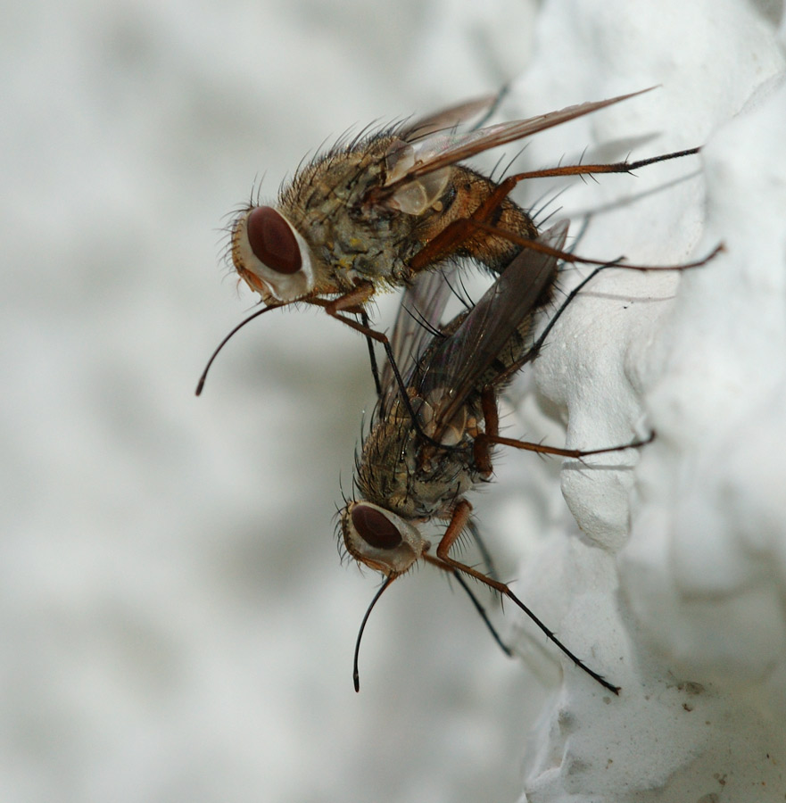 Fliegen, Raupenfliege
Es handelt sich um die Raupenfliege (Tachinidae) Prosena siberita. Die Larven dieser Art sind Parasiten in Raupen von Scarabaeiden (Maikäfer und Verwandte). Es handelt sich um eine in den Alpen äusserst häufige Art, die manchmal zu Duzenden an engbegrenzten Stellen angetroffen wird. Im Tiefland hingegen ist die Art selten bis sehr selten. Tatsächlich täuschen die langen Mundwerkzeuge eine stechende Lebensweise vor. Allerdings ernähren sie sich ausschliesslich von Pflanzensäften, v.a. von Nektar.
Schlüsselwörter: Fliegen, Hautflügler, Raupenfliege, Olivone, Tessin