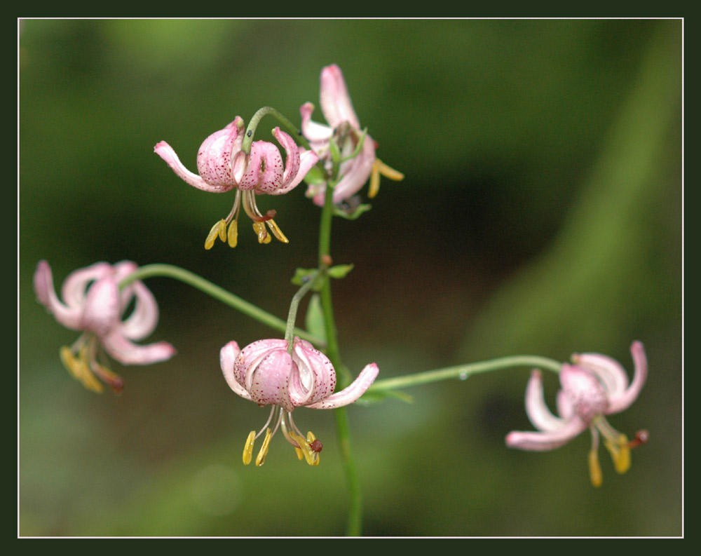 Türkenbund
Schlüsselwörter: Lägern, Türkenbund, Tuerkenbund, Lilium martagon