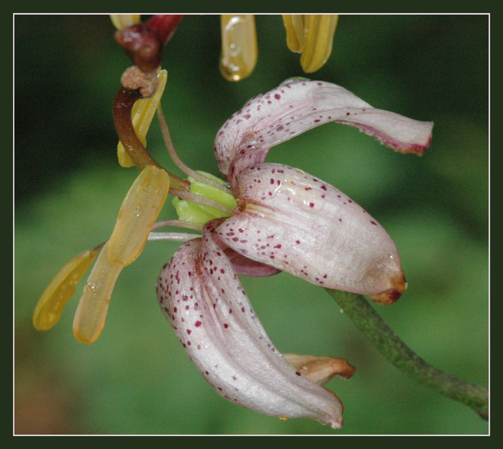 Türkenbund
Im Zentrum der Blüte reift die Samenkapsel heran.
Schlüsselwörter: Samenkapsel, Türkenbund, lägern