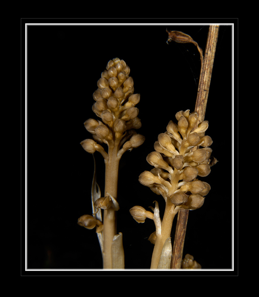 Vogelnestwurz (Neottia nidus-avis) Uetliberg, Zürich
Eine aphyllische (ganze Pflanze ohne Blattgrün) Orchidee, ihr vogelnest-artiges Rhizom (Wurzelsystem) ist vollkommen mykotroph (Ernährung durch/mit einem Pilz). angeordneten Wurzel
Schlüsselwörter: Vogelnestwurz, Neottia nidus-avis, Uetliberg, Zürich