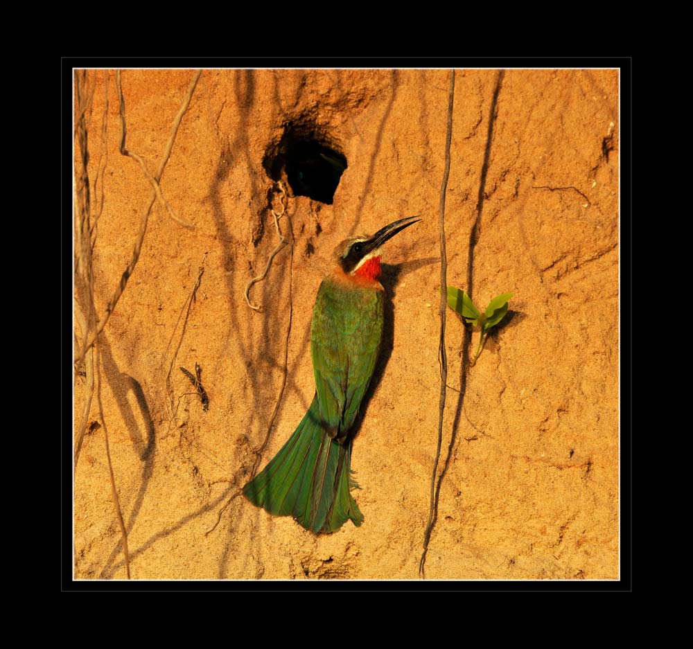 Weissstirn Bienenfresser, Selous, Tanzania
Schlüsselwörter: Weissstirn Bienenfresser, Selous, Tanzania