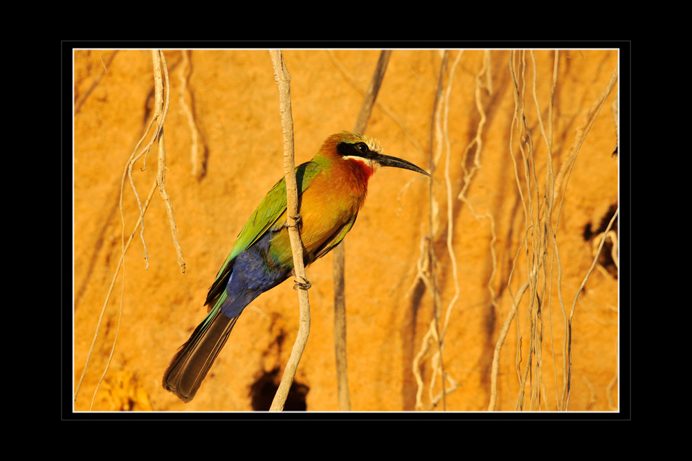 Weissstirn-Bienenfresser, Merops bullockoides, Selous, Tanzania
2-5 Eier werden in selbstgegrabenen Bruthöhlen in Steilwänden von Flußufern oder Sandgruben etwa 20 Tage bebrütet. Die Jungen schlüpfen nackt und blind
und verlassen nach 5 Wochen das Nest. Lebenserwartung 5-6 Jahre.Einige Brutpaare und deren Helfer bilden feste Gruppen, sogenannte Clans und brüten in Kolonien. Helfer (meist die Jungvögel der vergangenen Brutsaison) unterstützen die Eltern bei der Aufzucht der Jungen durch Herbeischaffen von Futter.
Unverpaarte Weibchen versuchen, ihre Eier in die Nester von brütenden Paaren
zu legen.
Schlüsselwörter: Weissstirn-Bienefresser, Weissstirnspint, Merops bullockoides, Selous, Tanzania