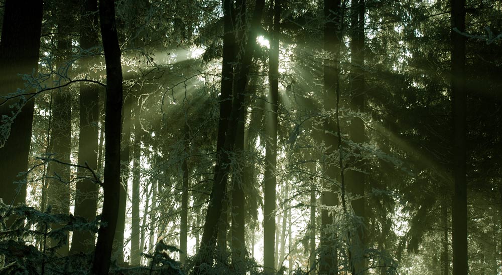 Waldlichter, Lichterspiel.
