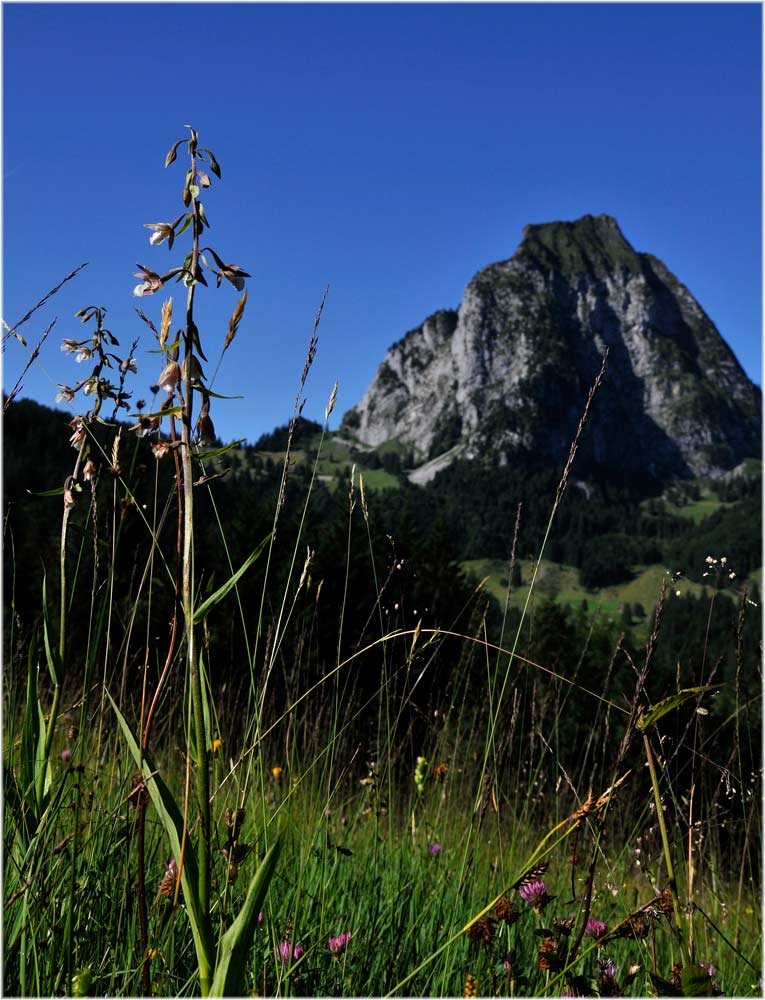 weisse Sumpfwurz, Epipactis palustris,
mit Blick auf den grossen Mythen
Schlüsselwörter: weisse Sumpfwurz, Epipactis palustris, Orchideen, Schweiz, Alpthal