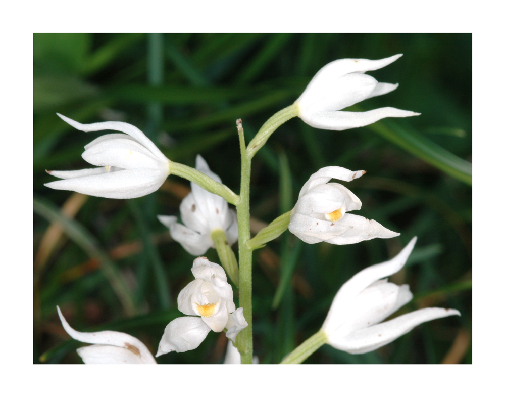 Weisses Waldvögelein (Cephalanthera damasonium)
Schlüsselwörter: Weisses Waldvögelein, Cephalanthera damasonium