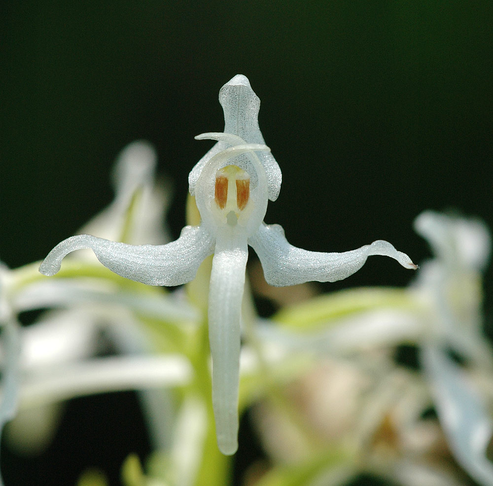 Zweiblättrige Waldhyazinthe
Die Pollenfächer stehen bei der Zweiblättrigen Waldhyazinthe eng parallel, im Gegensatz zur Grünlichen Waldhyazinthe, dort spreizen die Pollenfächer auseinander. Die Zweiblättrige Waldhyazinthe duftet angenehm.
Der Lebensraum sind feuchte Stellen auf Hang- und Flachmooren, auf alpinen Magerwiesen. Von 200 bis 2200 m Verbreitet lokal häufig.
Schlüsselwörter: Zweiblättrige Waldhyazinthe, Platanthera bifolia, Rossberg