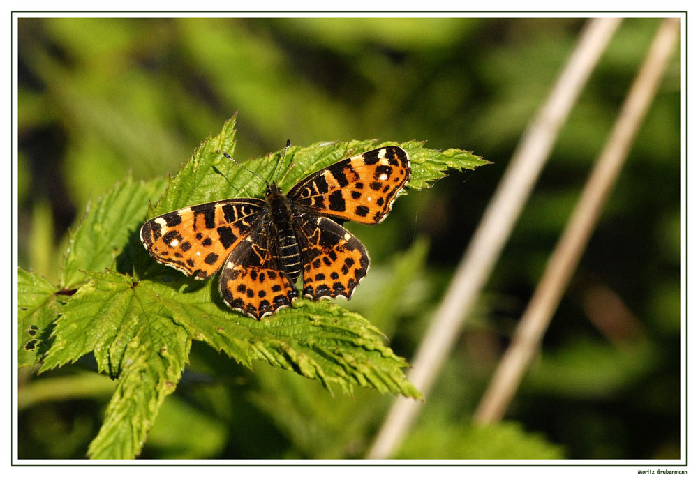 Scheckenfalter
Scheckenfalter können nur durch mikroskopische Genitaluntersuchung  auf Artebene bestimmt werden. Oft ist die Flügelunterseite schöner gemuster als die Flügeloberseite.
Schlüsselwörter: Schmetterling, Polen, Scheckenfalter
